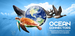 Ocean Connectors Kayaking Eco Tour