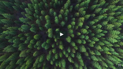 Kylor Video in Forest