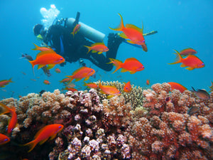 4 Ways Becoming a Scuba Diver Can Contribute To Ocean Conservation