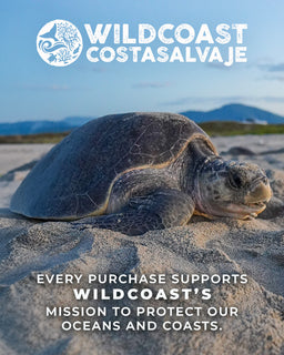 Sea turtle on sand with Wildcoast logo and text about ocean protection.